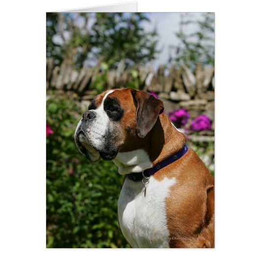 Boxer Dog in the Flowers Cards (Front)