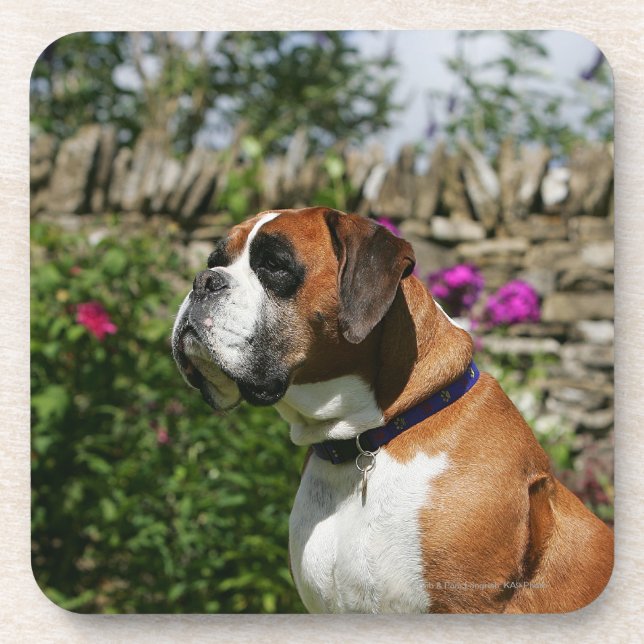 Boxer Dog in the Flowers Drink Coaster (Front)