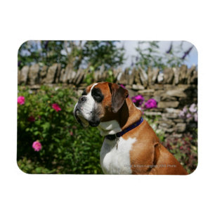 Boxer Dog in the Flowers Magnet