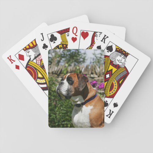 Boxer Dog in the Flowers Poker Cards