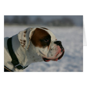 Boxer Dog in the Snow