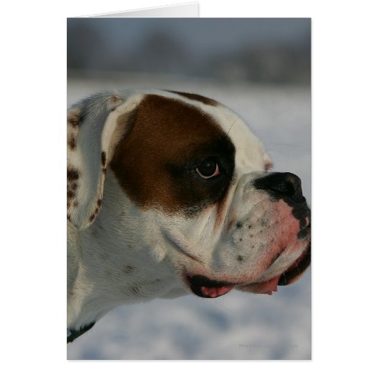 Boxer Dog in the Snow Cards (Front)