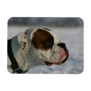 Boxer Dog in the Snow Magnet