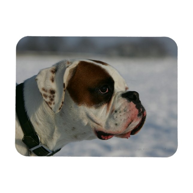 Boxer Dog in the Snow Magnet (Horizontal)