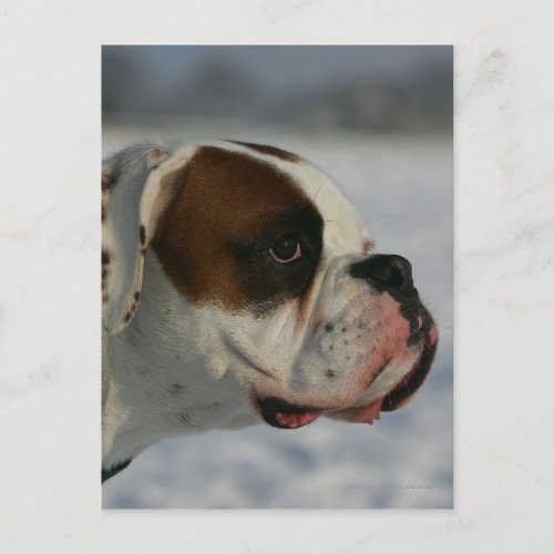 Boxer Dog in the Snow Postcard