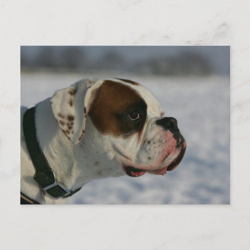 Boxer Dog in the Snow Postcard