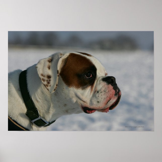 Boxer Dog in the Snow Poster (Front)
