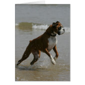 Boxer Dog in Water (Front)