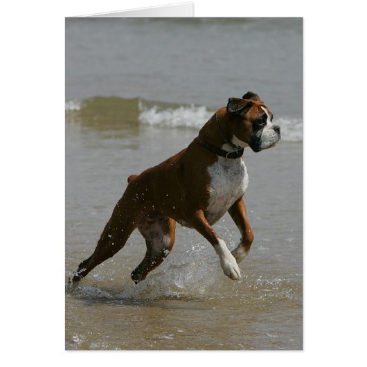 Boxer Dog in Water Cards (Front)