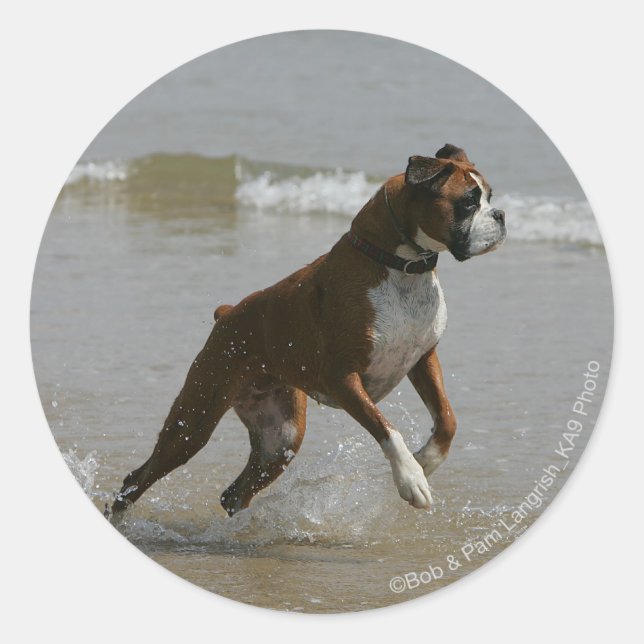 Boxer Dog in Water Classic Round Sticker (Front)