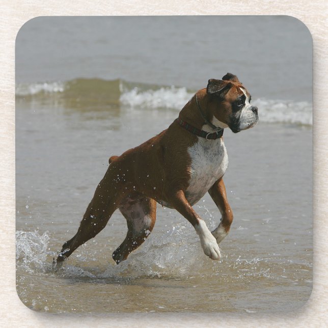Boxer Dog in Water Drink Coaster (Front)