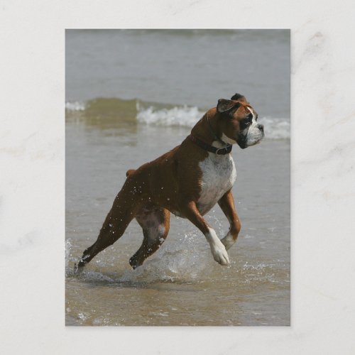 Boxer Dog in Water Postcard