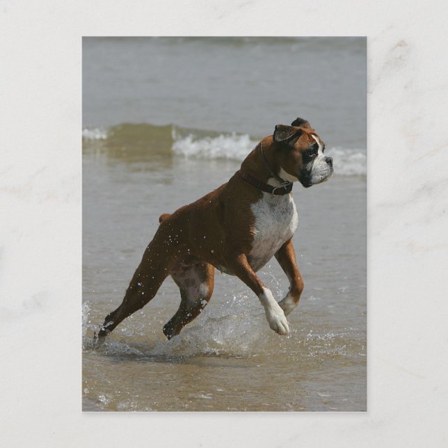 Boxer Dog in Water Postcard (Front)
