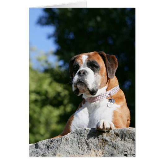 Boxer Dog Laying on a Rock (Front)