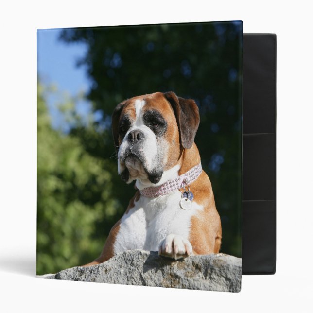 Boxer Dog Laying on a Rock 3 Ring Binder (Front/Inside)