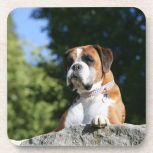 Boxer Dog Laying on a Rock Drink Coaster