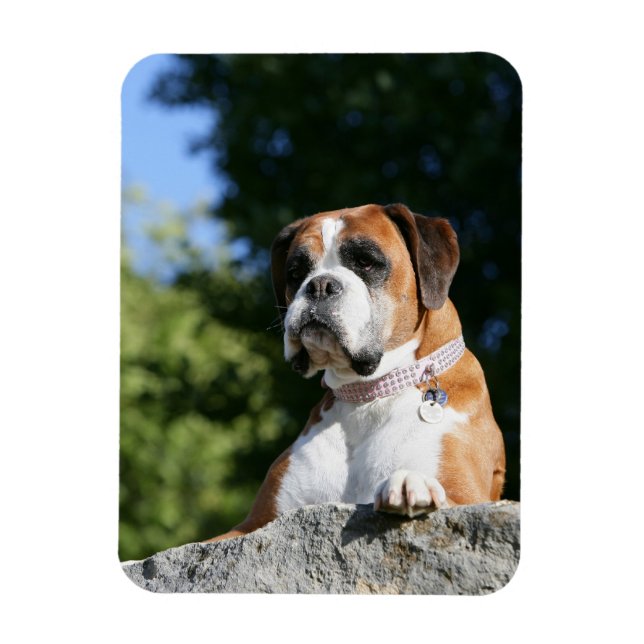 Boxer Dog Laying on a Rock Magnet (Vertical)