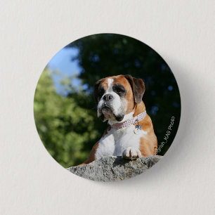 Boxer Dog Laying on a Rock Pinback Button