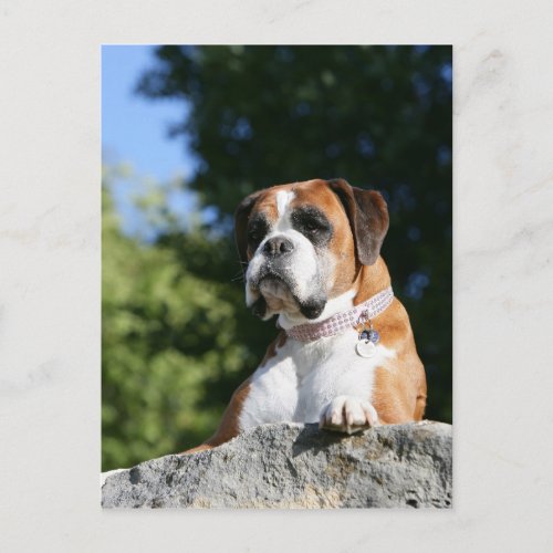 Boxer Dog Laying on a Rock Postcard