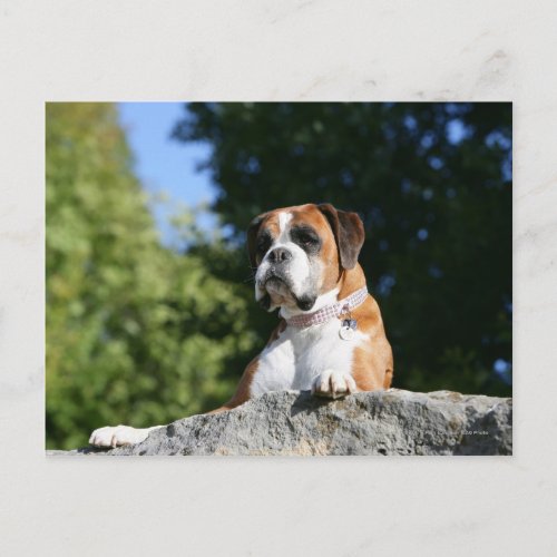 Boxer Dog Laying on a Rock Postcard