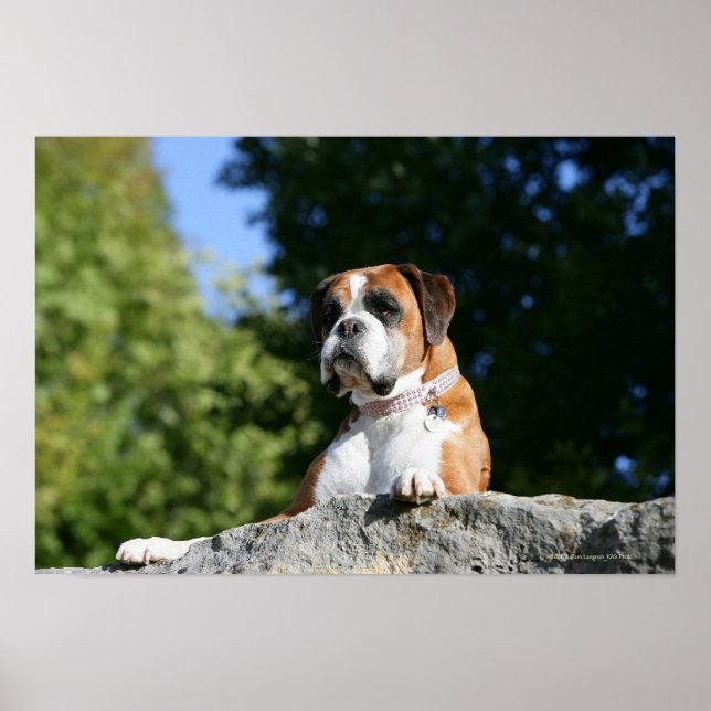 Boxer Dog Laying on a Rock Poster (Front)