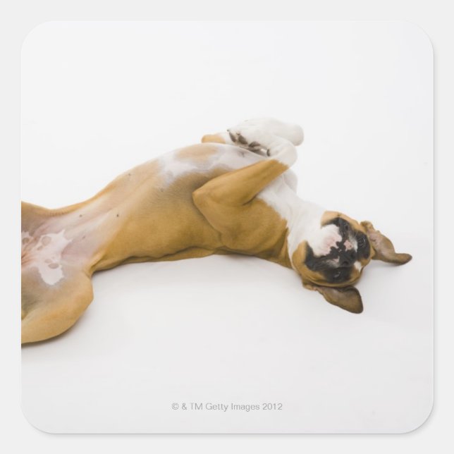 Boxer dog laying on her back on the floor square sticker (Front)