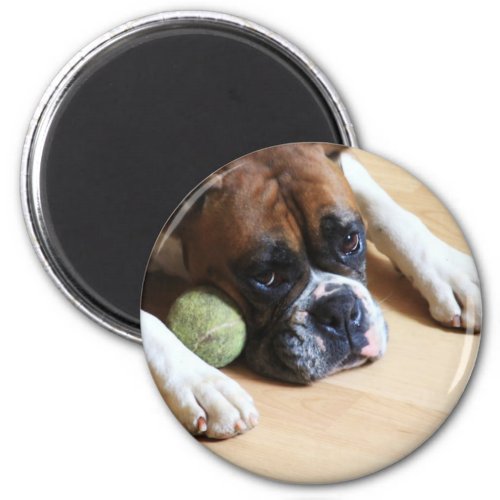 Boxer Dog magnet