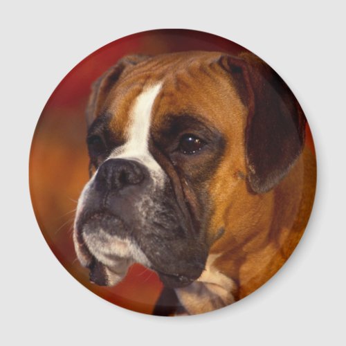 Boxer dog magnet