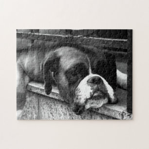Boxer Dog On Windowsill 11x14 252pc jpcna Jigsaw Puzzle