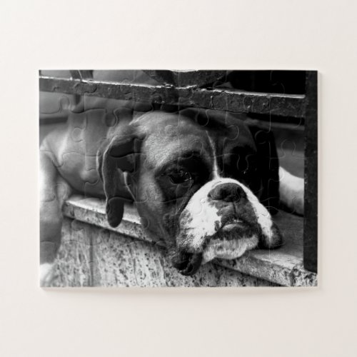 Boxer Dog On Windowsill 11x14 30pc jpcn Jigsaw Puzzle