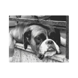 Boxer Dog On Windowsill 14x11 (35x27.5cm) wamem Metal Print