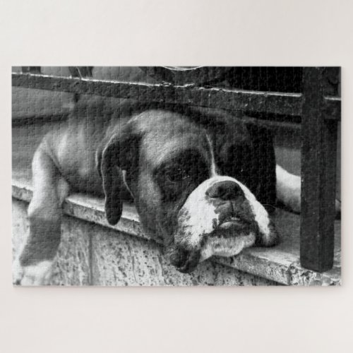 Boxer Dog On Windowsill 20x30 1014pc jpcn Jigsaw Puzzle