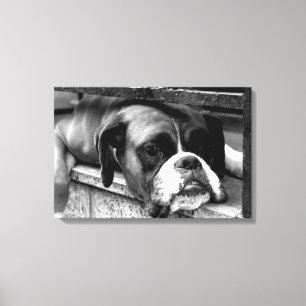Boxer Dog On Windowsill 24x16 (60x40cm) waccnm Canvas Print