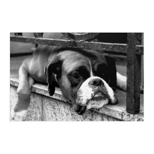 Boxer Dog On Windowsill 36x24 (90x60cm) waam Acrylic Print