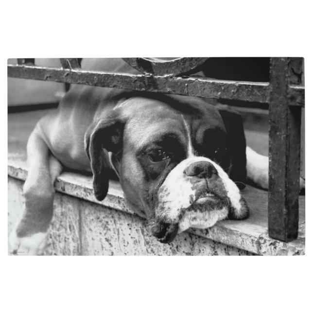 Boxer Dog On Windowsill 36x24 (90x60cm) wamea Metal Print (Front)