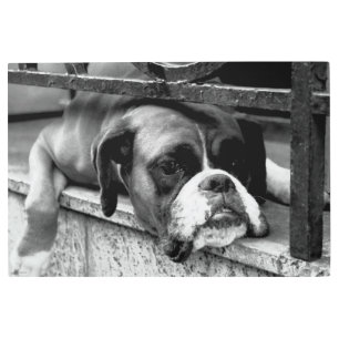Boxer Dog On Windowsill 36x24 (90x60cm) wamecnm Metal Print