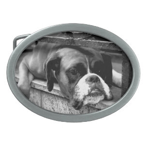 Boxer Dog On Windowsill bba Belt Buckle