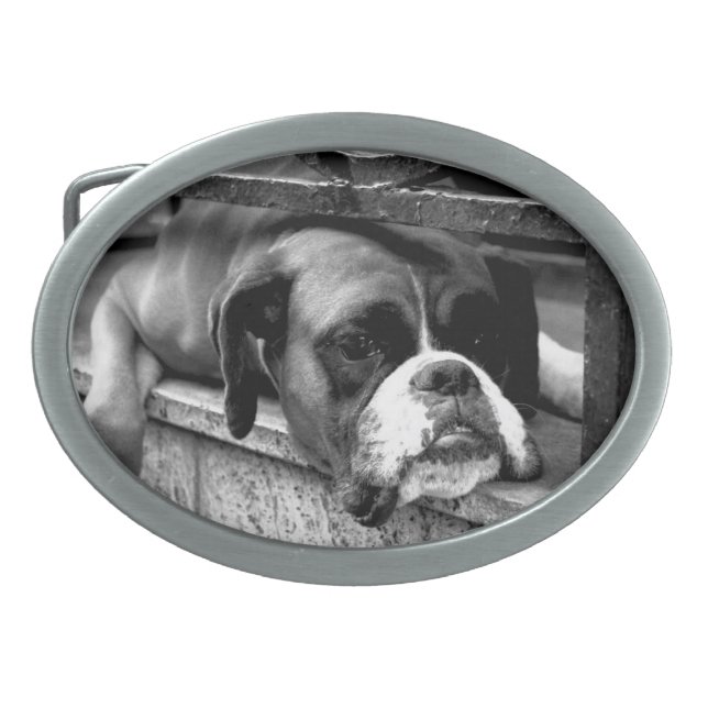 Boxer Dog On Windowsill bbcna Belt Buckle (Front)