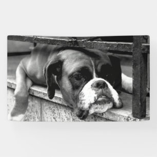 Boxer Dog On Windowsill bnrcnm Banner