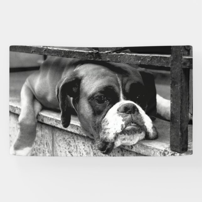 Boxer Dog On Windowsill bnrcnm Banner (Horizontal)