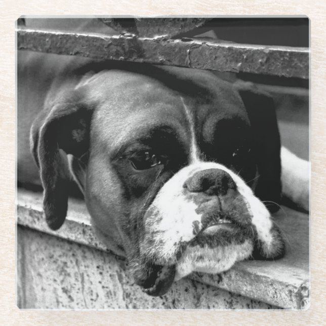 Boxer Dog On Windowsill coastera Glass Coaster (Front)