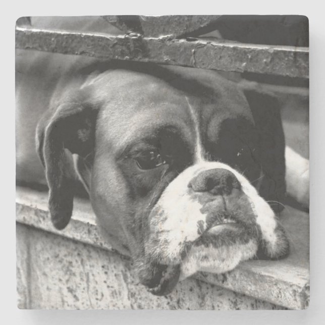 Boxer Dog On Windowsill coastera Stone Coaster (Front)
