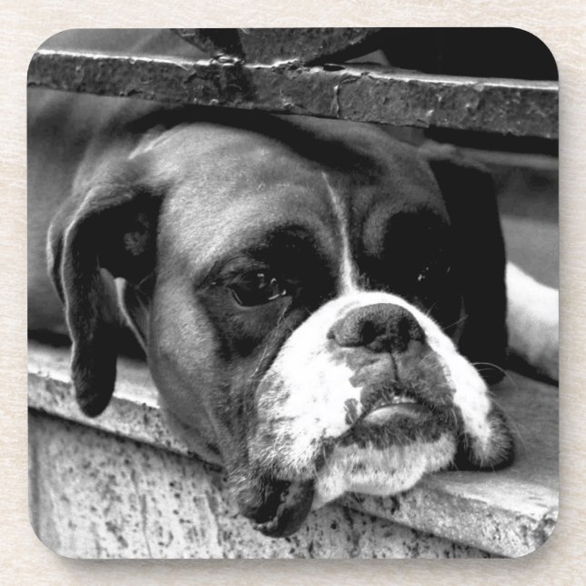 Boxer Dog On Windowsill coastercna Beverage Coaster (Front)