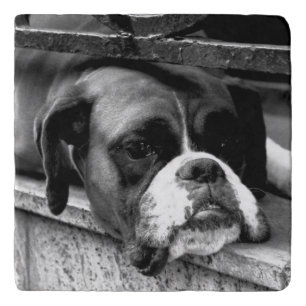 Boxer Dog On Windowsill coastercnm Trivet