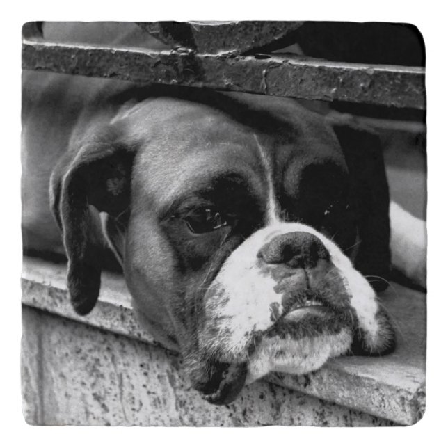 Boxer Dog On Windowsill coastercnm Trivet (Front)