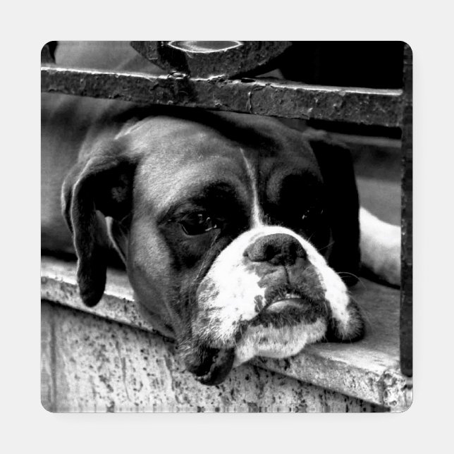 Boxer Dog On Windowsill coasterm Coaster Set (Single)