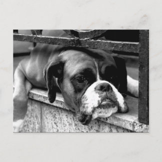 Boxer Dog On Windowsill pca Postcard