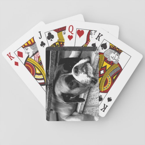 Boxer Dog On Windowsill pccnm Poker Cards