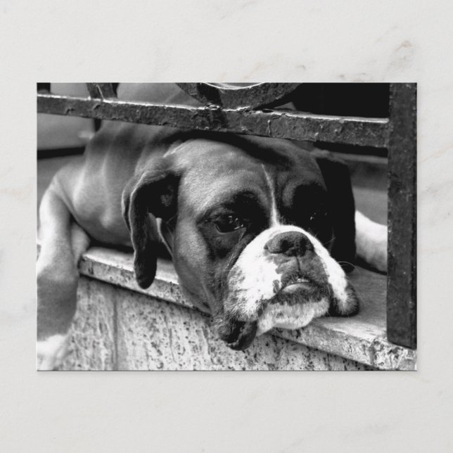 Boxer Dog On Windowsill pccnm Postcard (Front)
