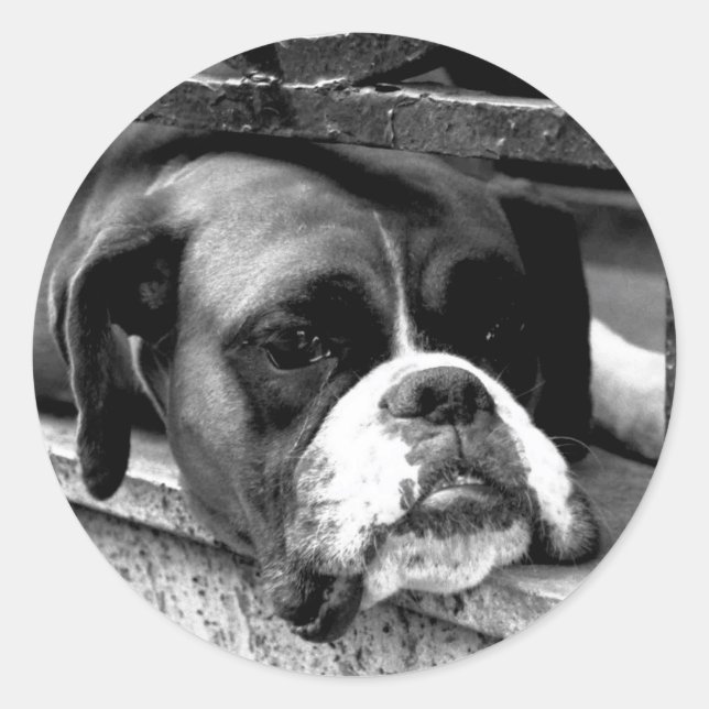 Boxer Dog On Windowsill stcnm Classic Round Sticker (Front)